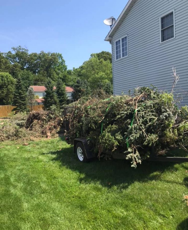tree leaf and brush removal